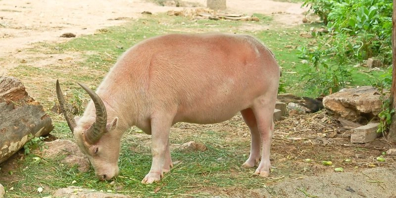 Giấc chiêm bao mơ nhìn thấy trâu trắng